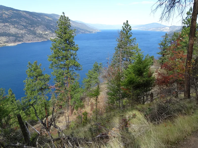 Forest of Knox Mountain Park